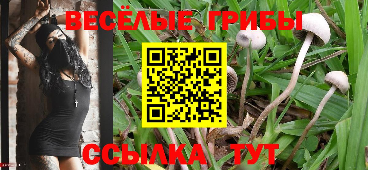 Урус-Мартан  Псилоцибиновые грибы Psilocybe  Вход с VPN 